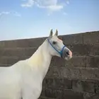 فرس شعبيه