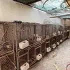 شبوك محاكر حمام