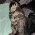 بسه تجن ودلوعه وهاديه بس حامل وانا معد اقدر عليها