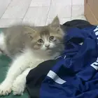 قطه للبيع