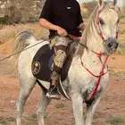 خيل