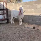 تيس عارضي اللون طيب