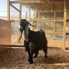 عنز عارضيه
