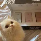 شيرازيه انثئ للبيع العمر سنه