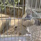 جوزين روز شرط منتجين