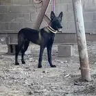 كلب مالينوا