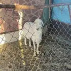 خروف مشروط