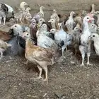 دجاج بلدي العمر 48 يوم