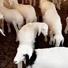 بهم للبيع