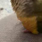 كنيور مفقود اسكان الحرس الوطني