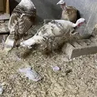 للبيع طقم رومي انثتين وذكر