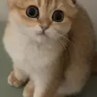 اناث سكوتش قولد