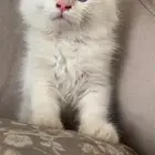 قطه شيرازي للبيع ولطيفه ونظيفه وتعرف كل شي