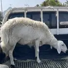 نعجه صفراء فاخره