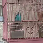 طيور