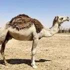 عشرا معها قعود