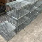 قفص حمام للصقاقير ومراكيب