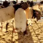 خرفان نعيم بلدي شرط وشي فاخر وحلال بر شرط