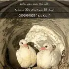 زغليل للبيع