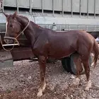 حصان شعبي .