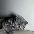 سكوتش فولد للتزاوج او للبيع