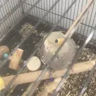 فرخ كروان انثى مفطومه