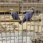 للبيع روز منتج تحته اربع بيضات