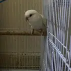 روز مهو اليف انثى .