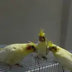 ثلاث عصافير كناري بعمر شهر وكم يوم