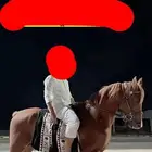 حصان