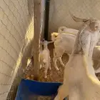 معزاء للبيع