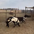 للبيع ضان سواكن دفيع 2 من 1250ريال