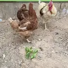 للبيع دجاج لوهمان