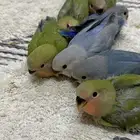 7 فروخ روز بعضهم نهايه غر