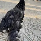 ديك برهما