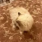 قط ذكر لتبني