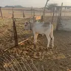 عجل لببيع