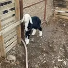 رخل نجديه داغور(تم البيع)