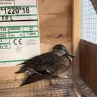 بط نحم شتوي