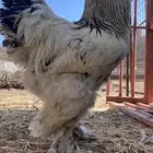 دجاج براهما كلومبي