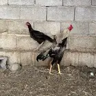 دجاج باكستاني