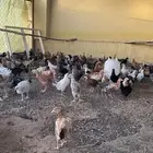 دجاج بلدي