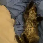 بسه مخلوط شيرازي وهمالايا قط