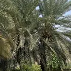 نخل اخلاص رقم واحد