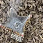 عود تايقر كمبودي