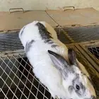 انثى ارانب بابيون (تم البيع)