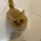 قطط للتبني