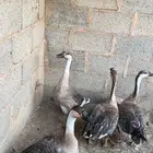وز عراقي الموقع حريملاء
