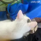 قطط