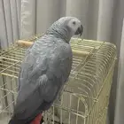 كاسكو